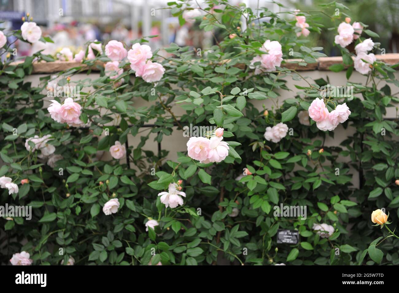 Aprikosenrosa Rambler Rose (Rosa) die Dame des Sees blüht auf einer Ausstellung im Mai Stockfoto