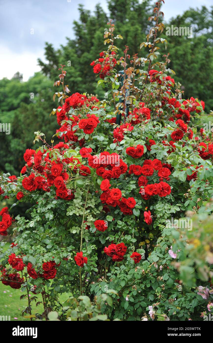 Die rote großblütige Kletterrose (Rosa)-Tradition blüht im Juni in einem Garten Stockfoto