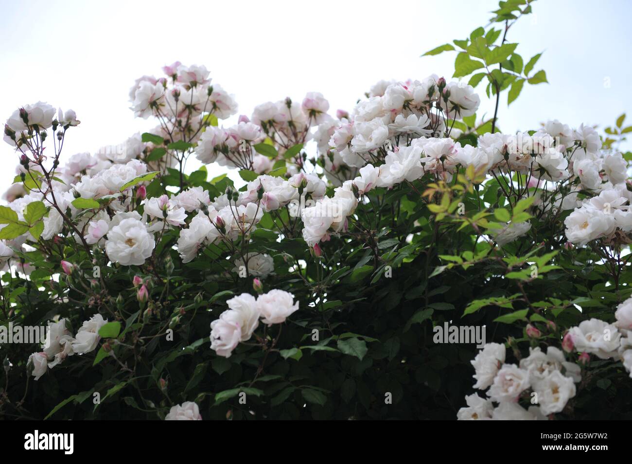 Weiße Ayrshire-Rose (Rosa) Venusta Pendula blüht im Juni auf einem Bogen in einem Garten Stockfoto