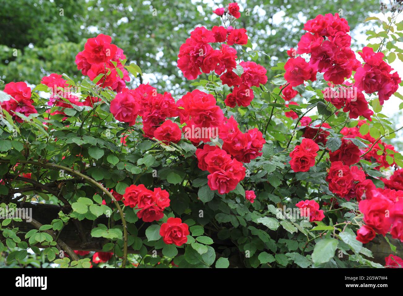 Die rote Kletterstrauchrose (Rosa) blüht im Juni in einem Garten Stockfoto