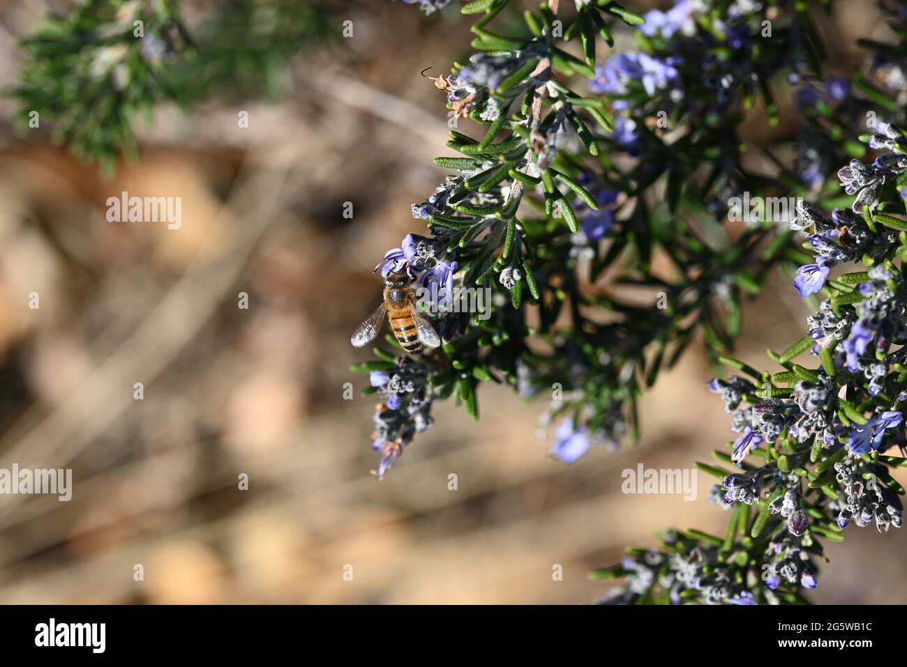 Rosmarin Blute Stockfotos Und Bilder Kaufen Alamy