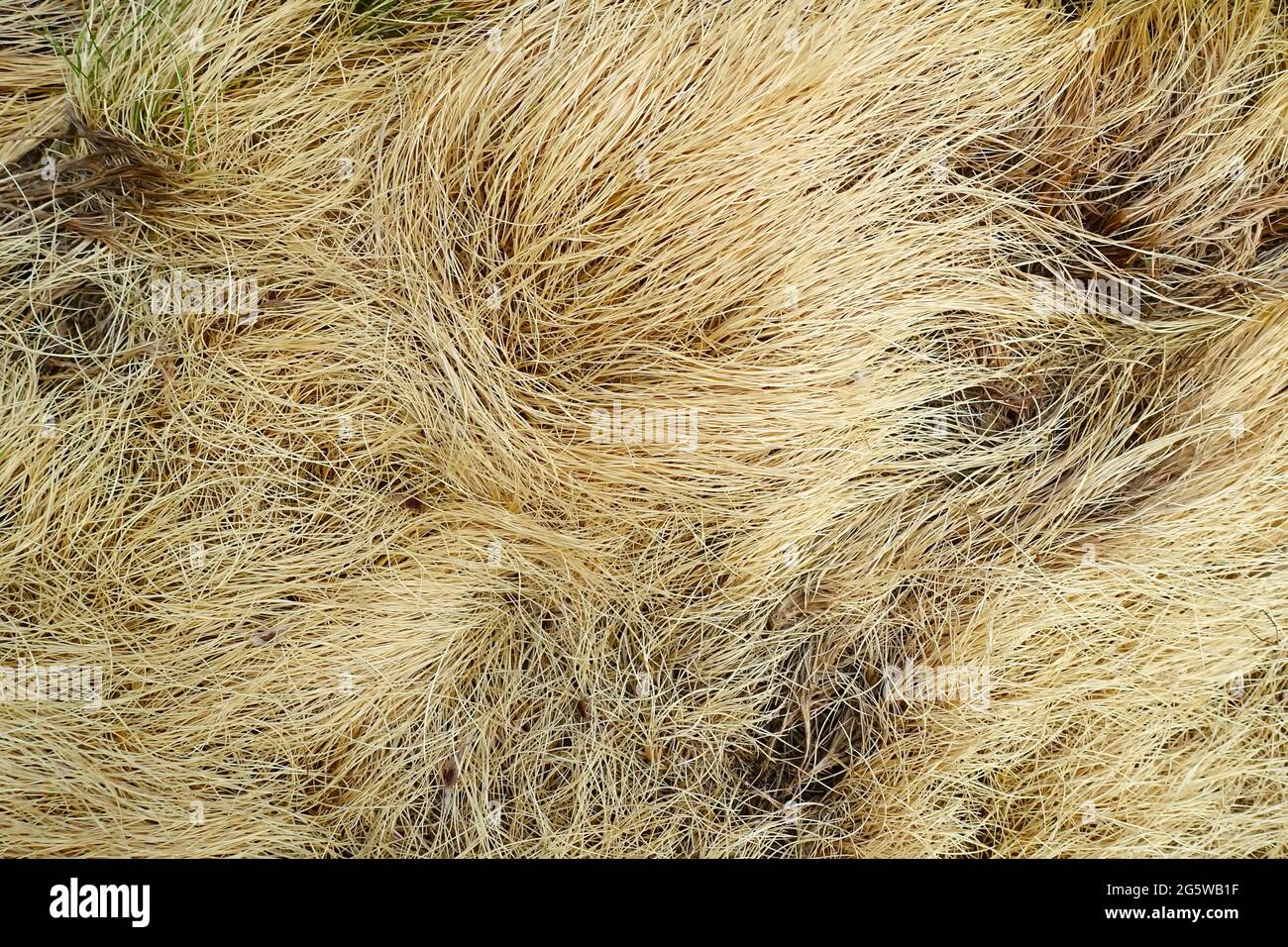 Symbolfoto für Wassermangel Stockfoto