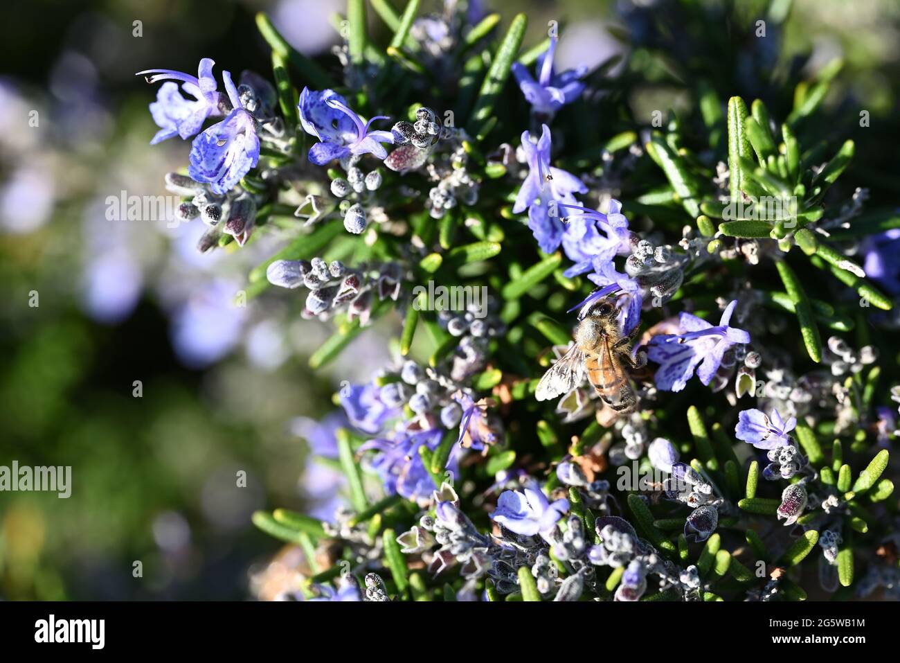 Rosmarin Blute Stockfotos Und Bilder Kaufen Alamy