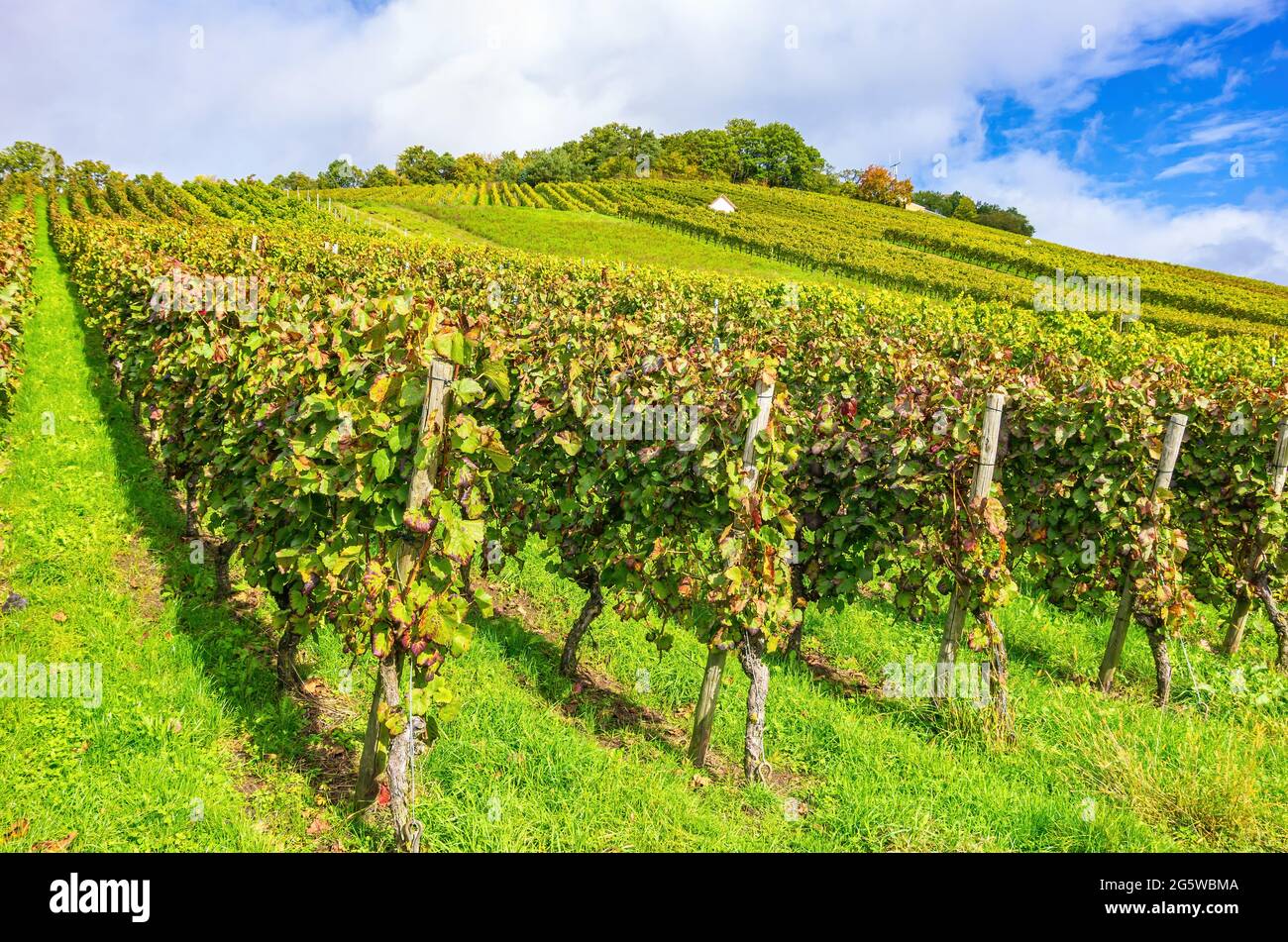 Weinberg im Herbst, Weinbaugebiet bei Kleingartach, Region Heilbronn, Baden-Württemberg, Deutschland. Stockfoto