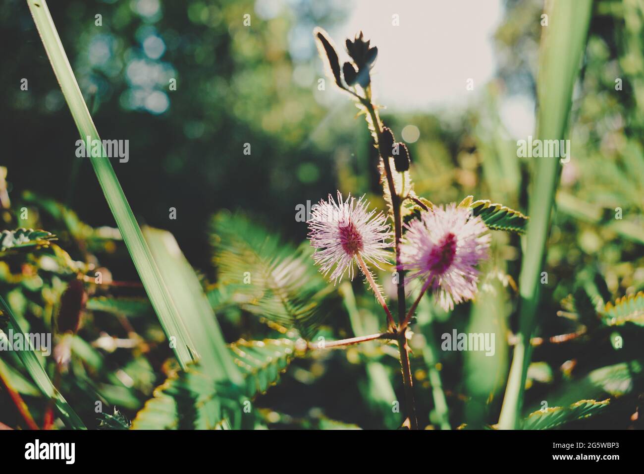 Mimosa Pudica eine schüchterne Pflanze in Kombination mit Sonnenstrahlen. Die Makahiya-Kräuterpflanze hat entzündungshemmende Eigenschaften, um Entzündungen zu verursachen Stockfoto