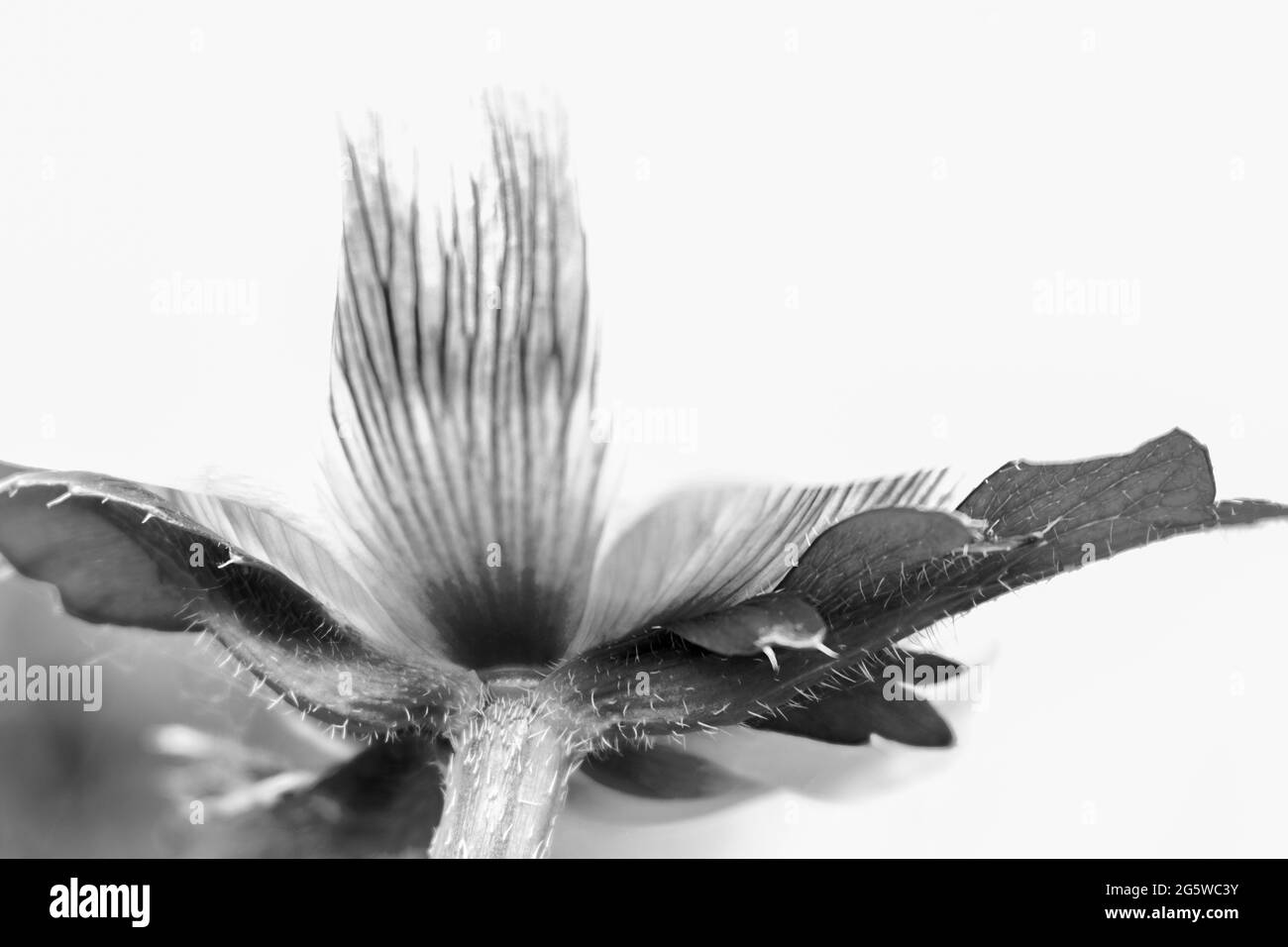Ein verblassener Gartenmohn Stockfoto