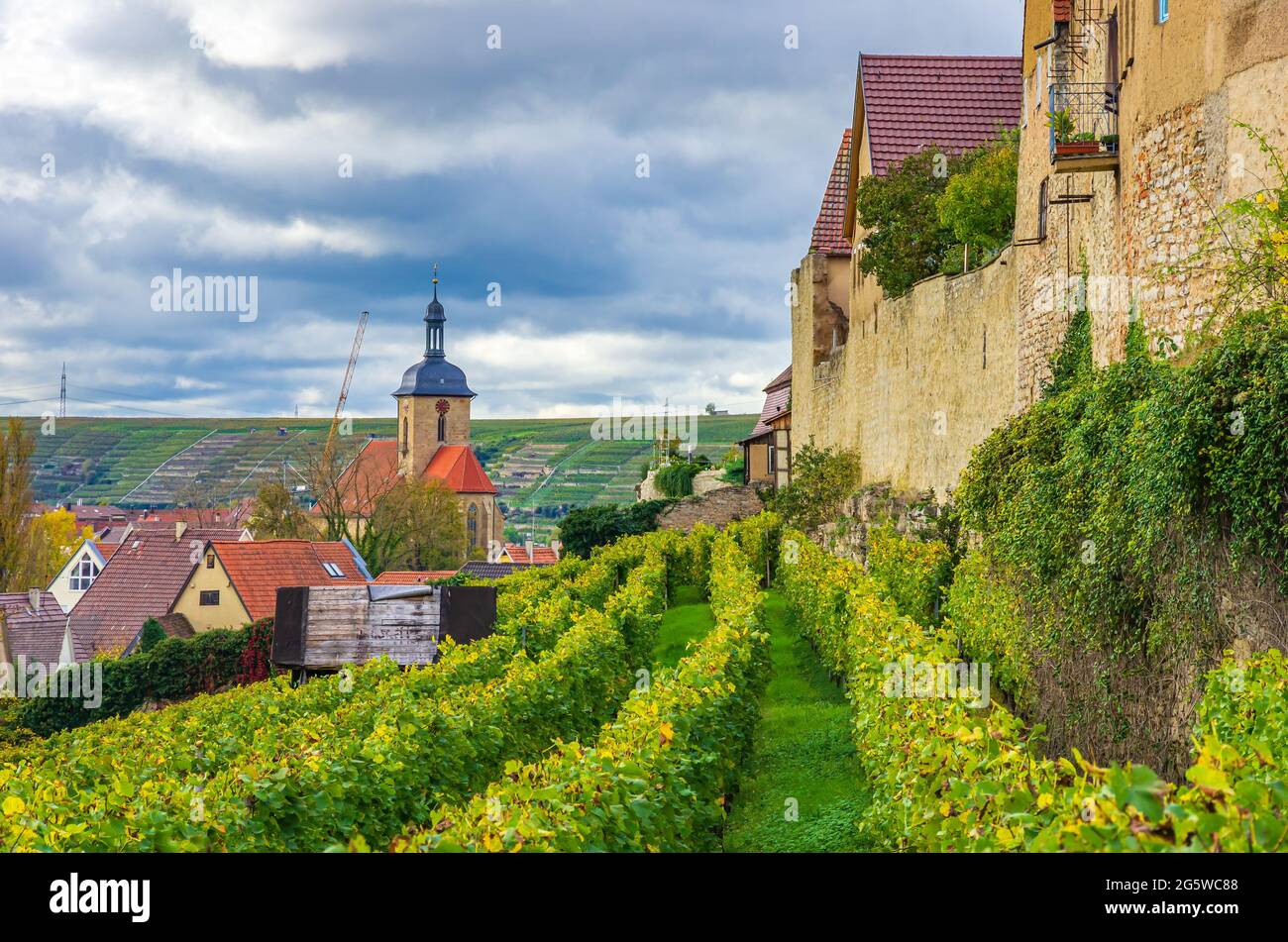 Stadt Lauffen am Neckar, Region Heilbronn, Baden-Württemberg, Deutschland: Blick entlang der mittelalterlichen Stadtmauer durch die Weinberge. Stockfoto
