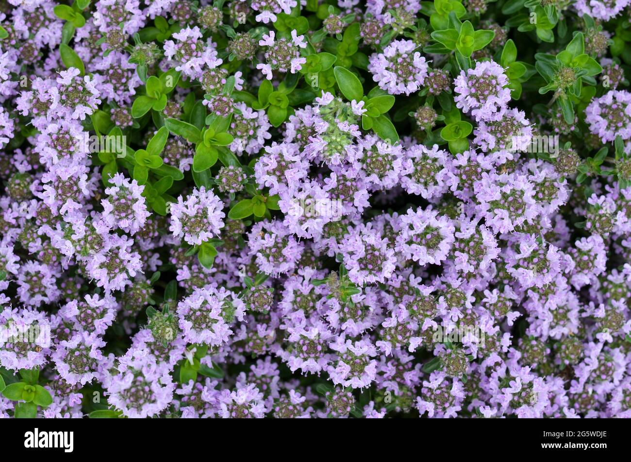 Blühender Thymus serpyllum oder wilder Thymian - aromatisches mehrjähriges Kraut. Kann als floraler Hintergrund verwendet werden. Stockfoto