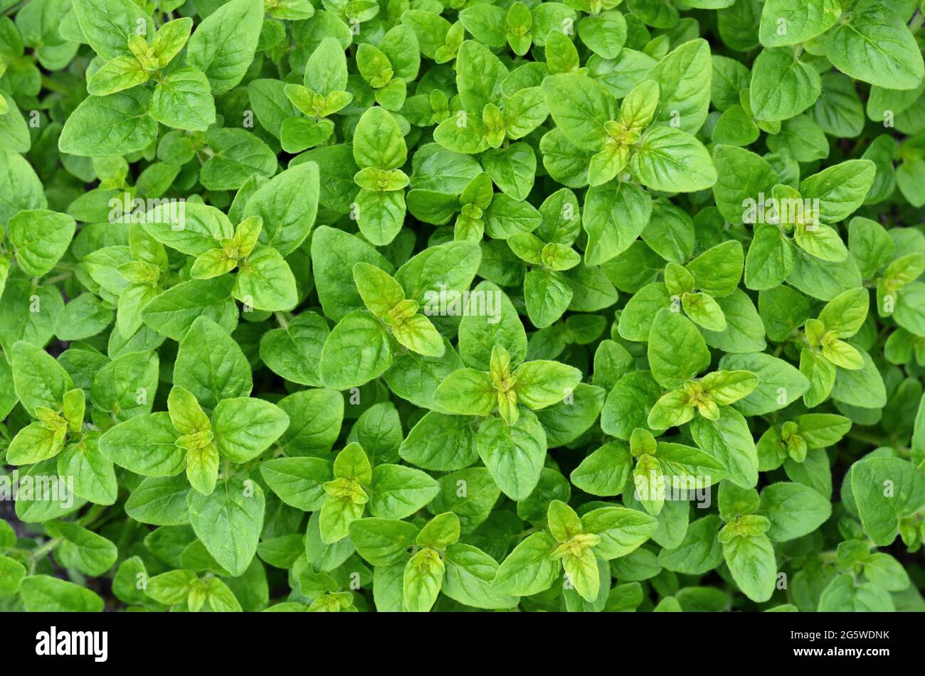 Frische Blätter von origanum vulgare oder wildem Majoran als grüner Hintergrund. Würzig-aromatisches Kraut wächst in einem Garten im Garten. Stockfoto