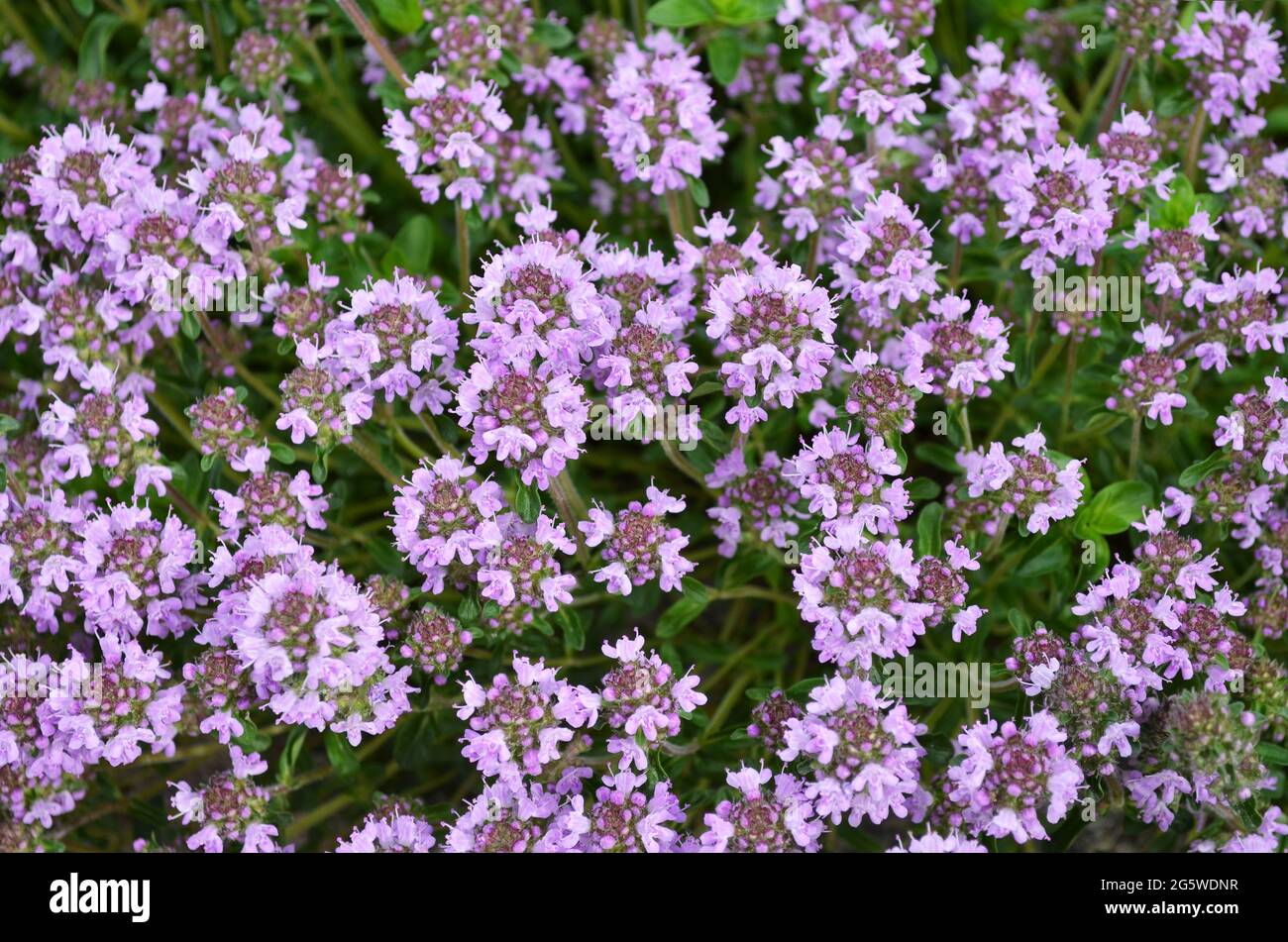 Thymus serpyllum oder schleichenden Thymian als floraler Hintergrund. Aromatische und Honigpflanze. Stockfoto