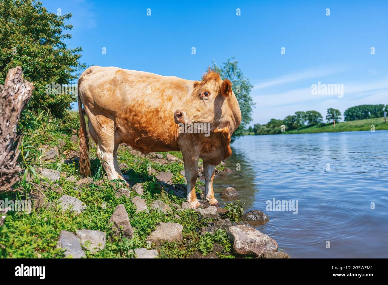 Porträt einer braunen Kuh an einem Fluss Stockfoto