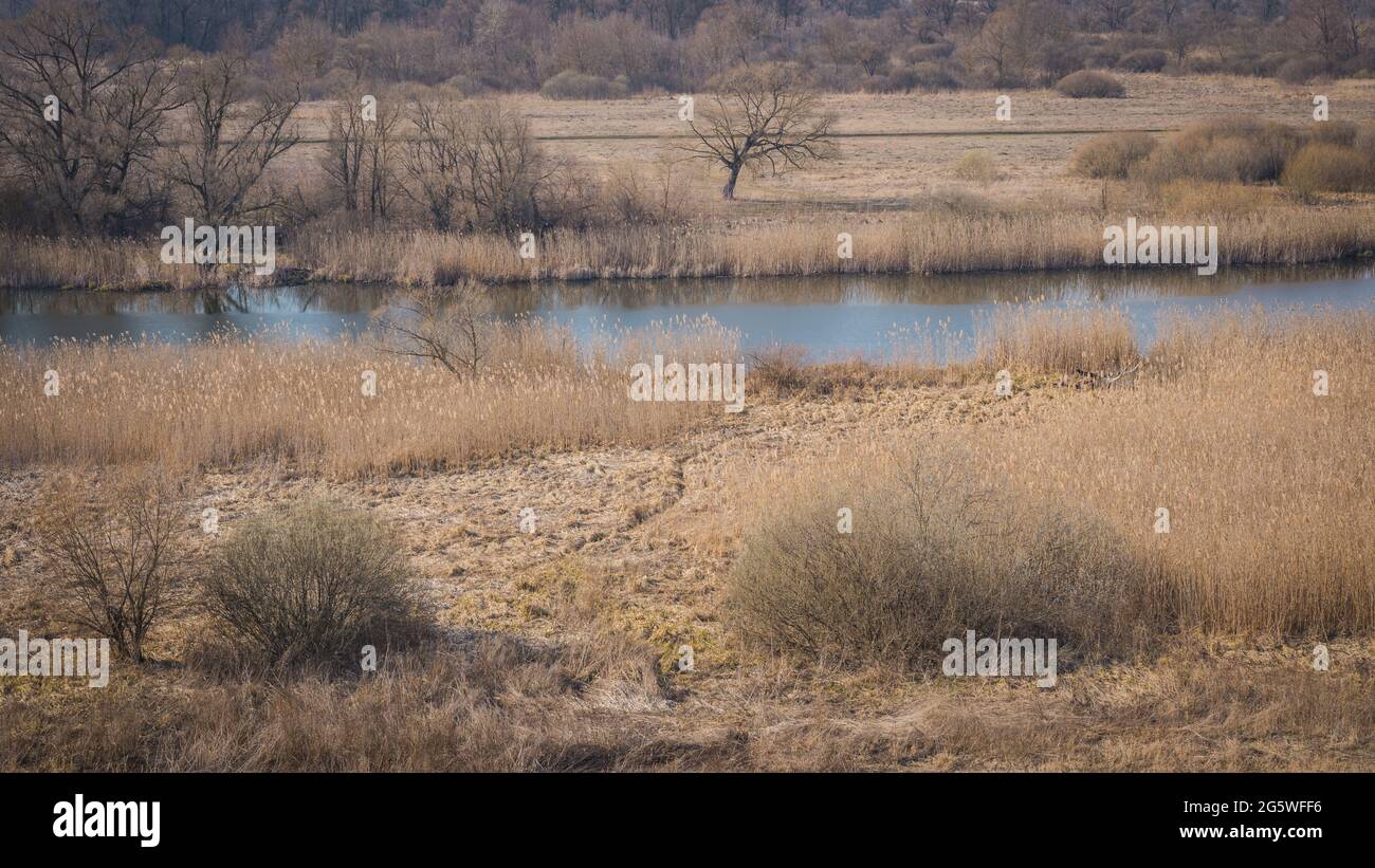 Schöne Landschaft mit einem Fluss mit ruhigem Wasser, neben einem Quellwald in der Natur Stockfoto