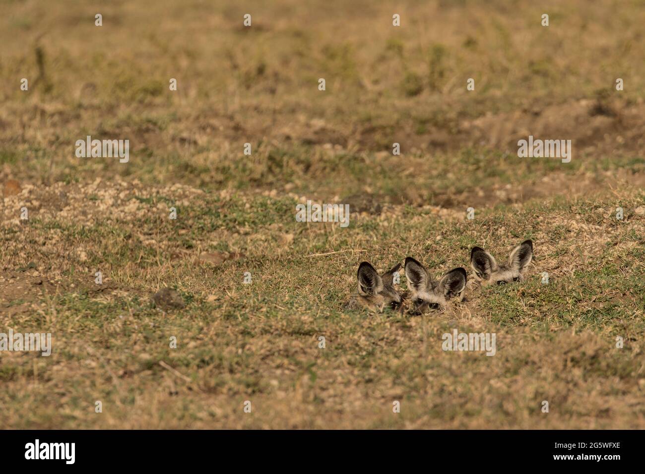 Fledermausohr-Fox Cubs, die sich in Den verstecken Stockfoto