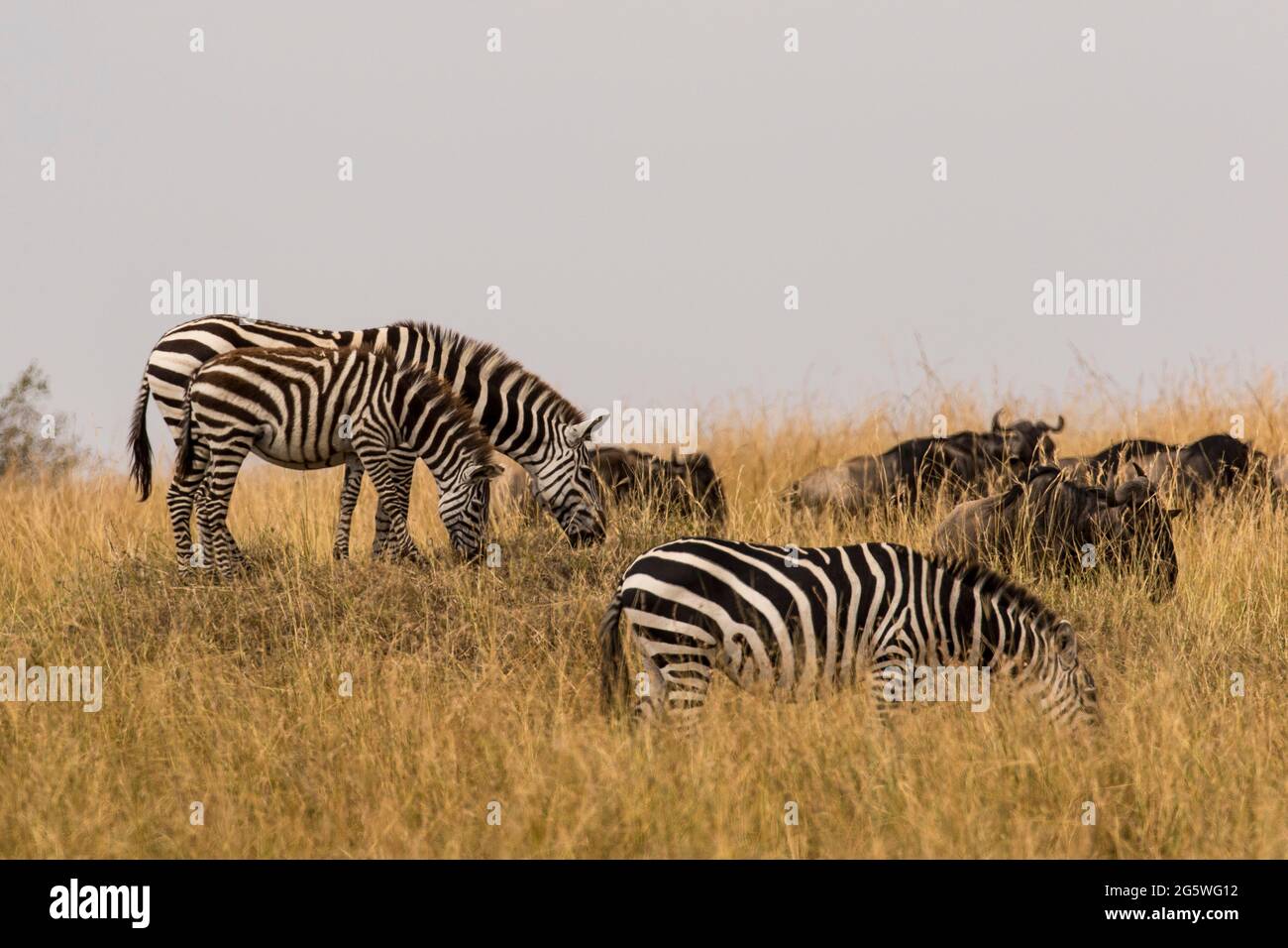 Zebras und Gnus Weiden in der Masai Mara National Park, Kenia Stockfoto