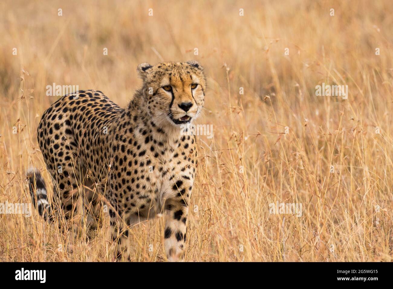 Nahaufnahme von Cheetah stalking Opfer im langen Gras in der grösseren mara Naturschutzgebieten, Kenia Stockfoto