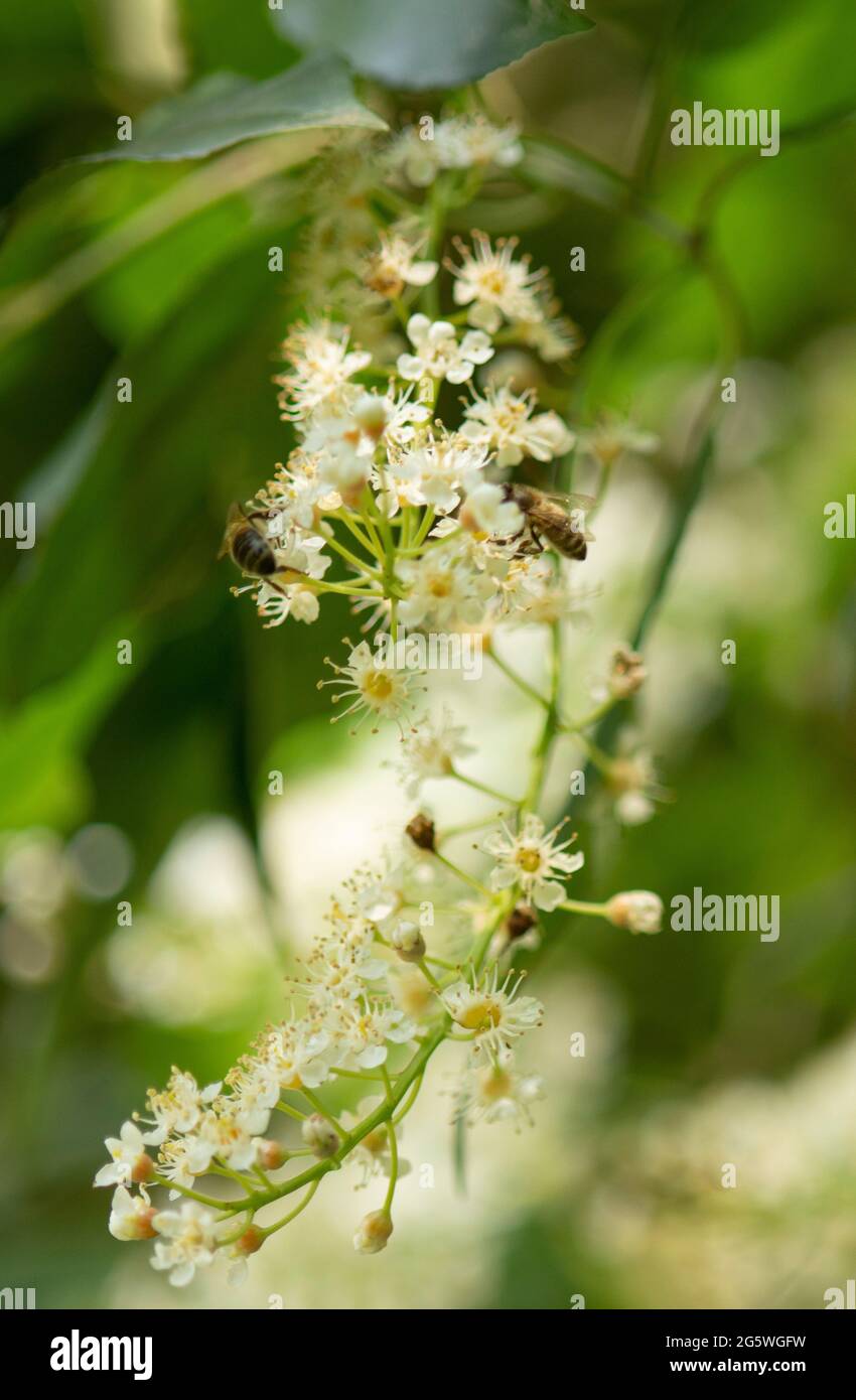 Zwei Honigbienen auf Laurel Blume, Sommer, Biene, Bestäuber, sammeln Nektar und Pollen, APIs mellifera, westliche Honigbiene Stockfoto