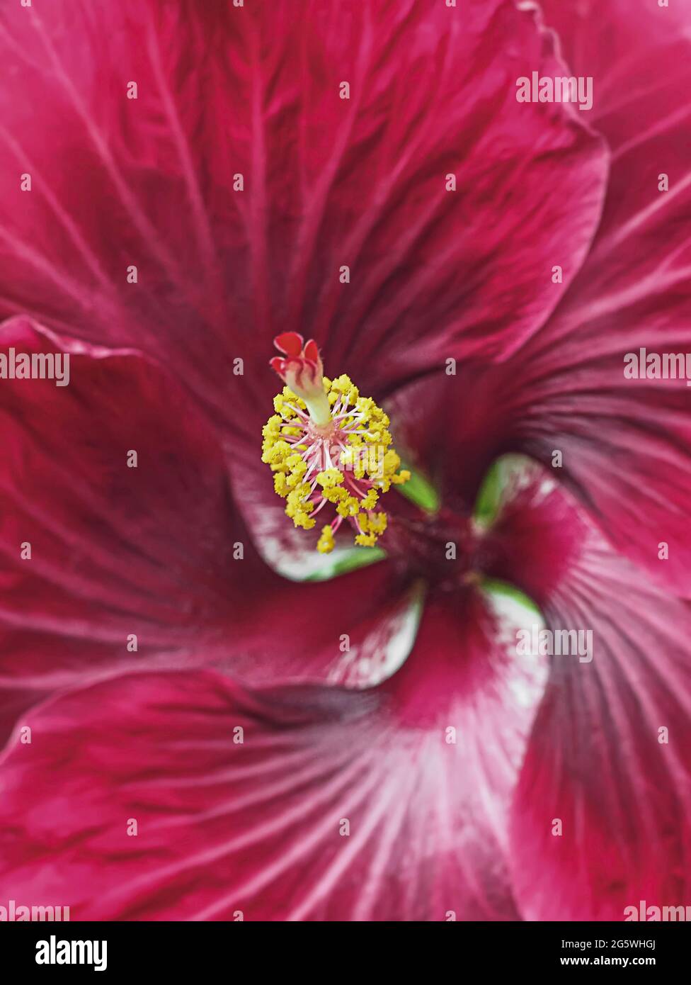 Blühende Hibiskusblüte im Innenbereich auf der Fensterbank am Fenster. Große rote Blume. Zimmerpflanzen. Blühende Pflanze. Stockfoto