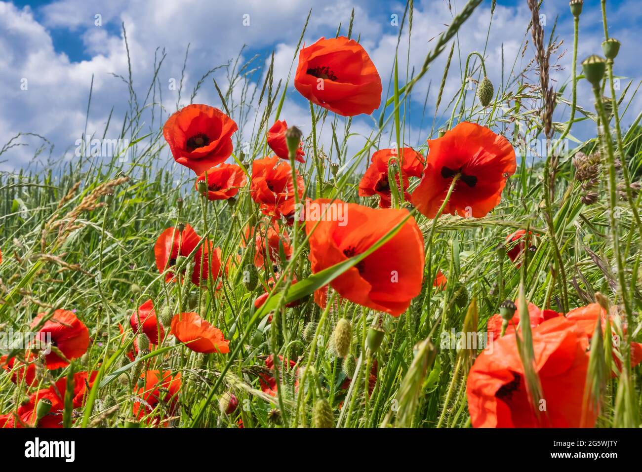 Rote wilde, lebendige Mohnblumen auf einem Feld Stockfoto