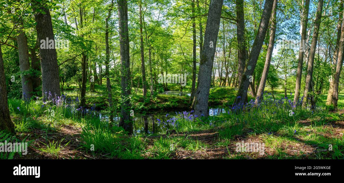 Idyllische Waldlandschaft mit Bläuchen und einem Teich im Frühjahr in West Sussex, England. Stockfoto