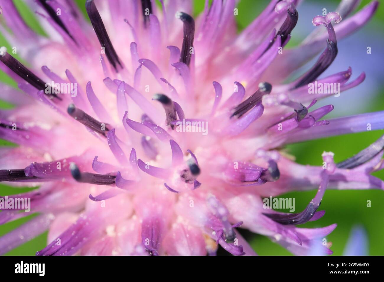 Purpurne Blume einer Bergkornblume. Kornblumenknospe in den Bergen, Nahaufnahme. Makrobild einer Blume. Stockfoto
