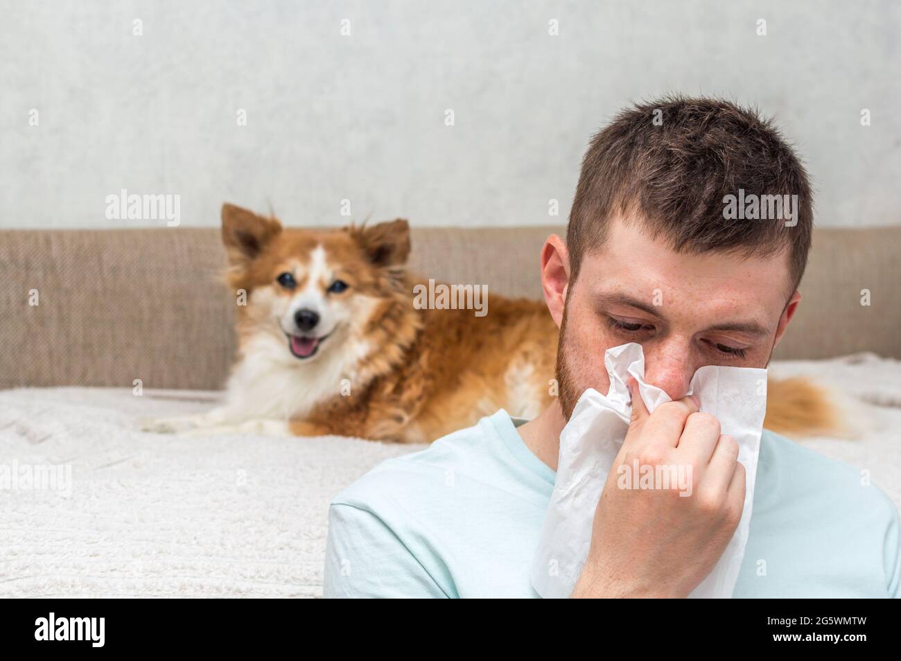 Der Mensch ist allergisch auf Hundehaare. Allergiekonzept Stockfoto
