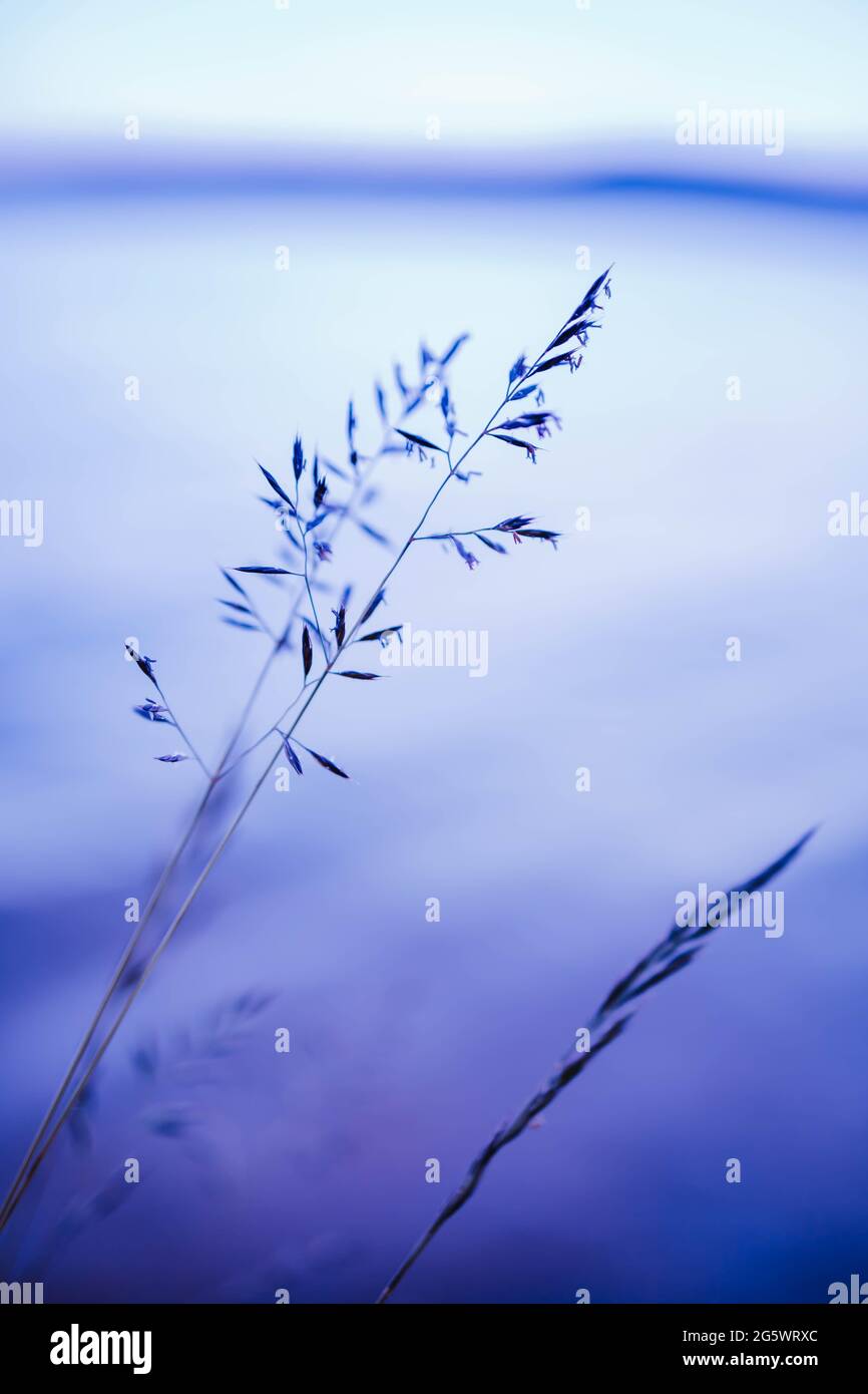 Nahaufnahme eines Grasstrohs mit verschwommenem Hintergrund. Violett Stockfoto