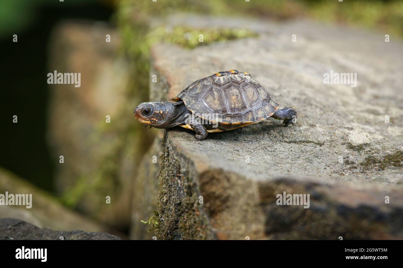Kleine Baby Waldkastenschildkröte (Terrapene carolina) kriecht auf einem Felsen Stockfoto