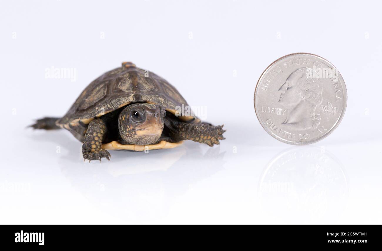 Baby Waldbox Schildkröte (Terrapene carolina) isoliert auf weißem Hintergrund mit Viertelmünze für Größenvergleich Stockfoto