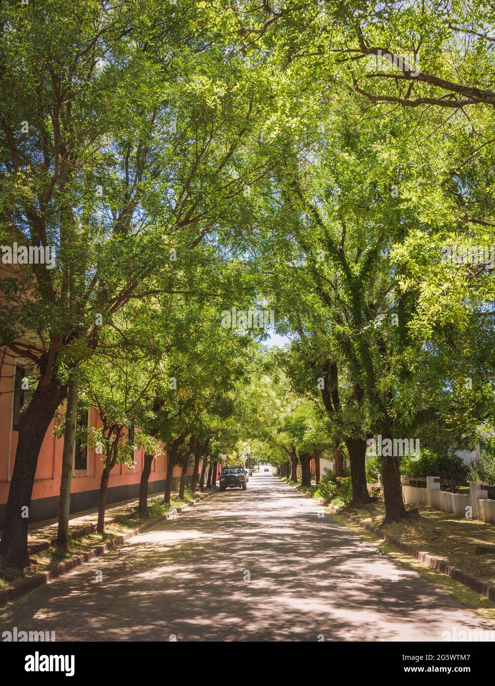 Alte baumgesäumte Straße in San Antonio de Areco, Provinz Buenos Aires, Argentinien Stockfoto Alte baumgesäumte Straße in San Antonio de Areco, Provinz Buenos Aires, Argentinien Stockfoto