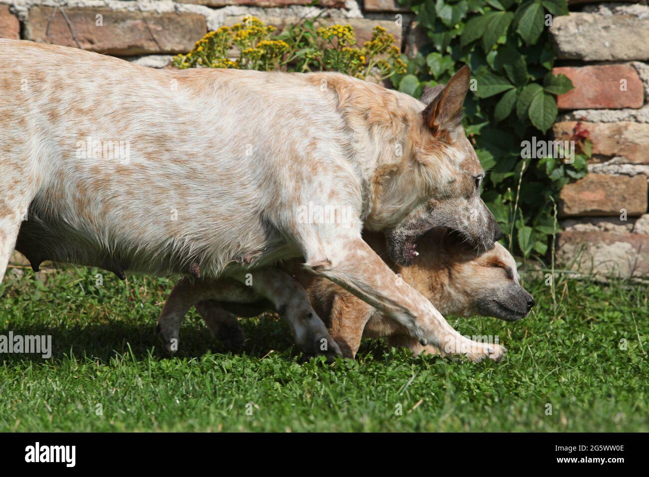 Australian Cattle Dog Welpen beim Spielen im Garten Stockfoto