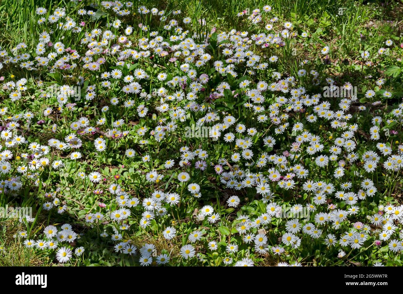 Wiese mit frischem Gras und blühenden weißen Gänseblümchen, Sofia, Bulgarien Stockfoto