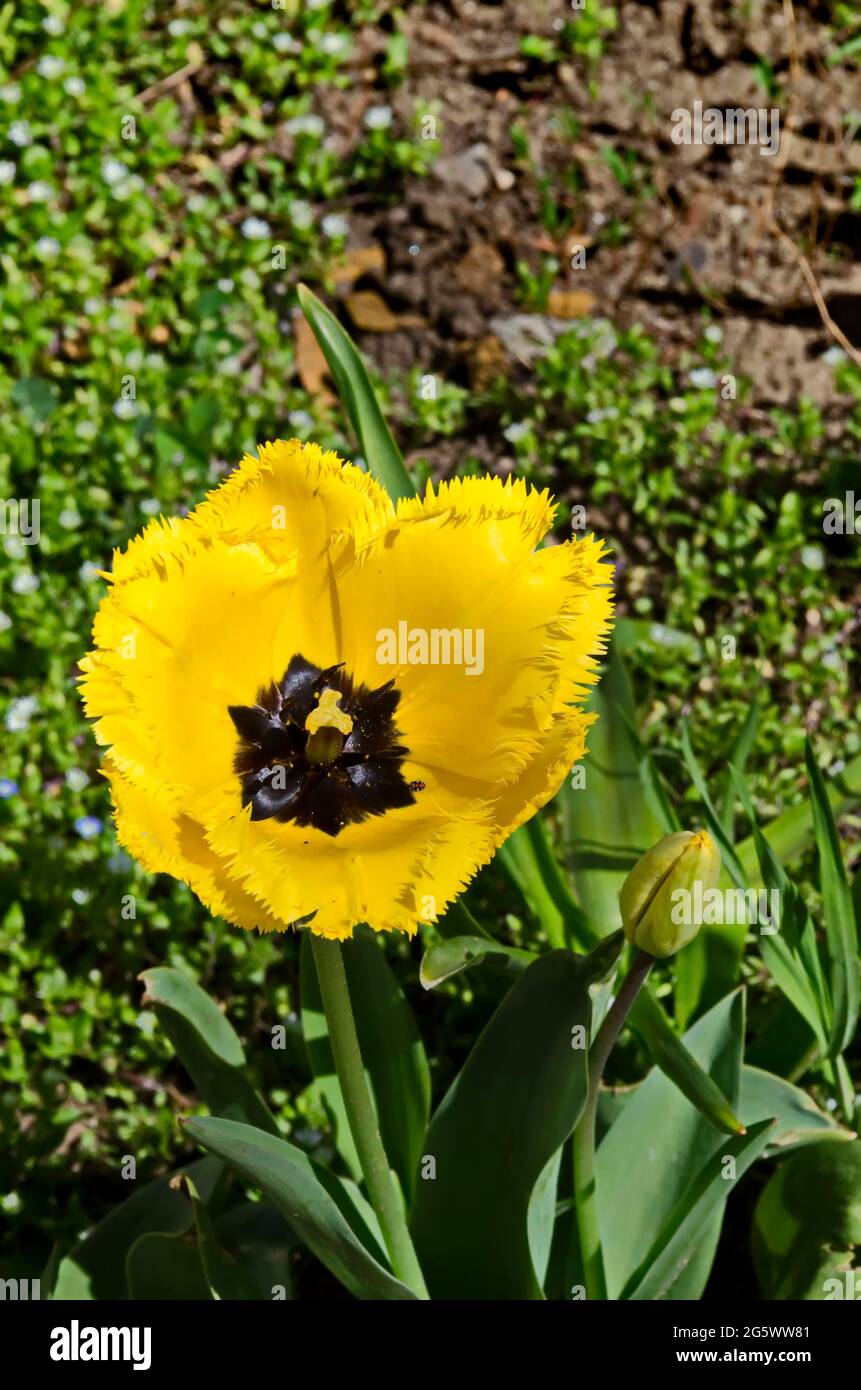 Gelbe Tulpen aus nächster Nähe in einem öffentlichen Garten, Sofia, Bulgarien Stockfoto