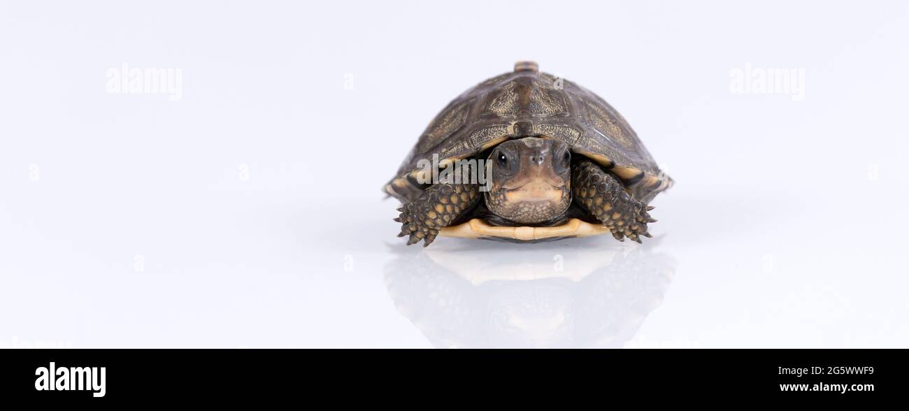 Baby Waldkastenschildkröte (Terrapene carolina) isoliert auf weißem Hintergrund mit Reflexion Stockfoto