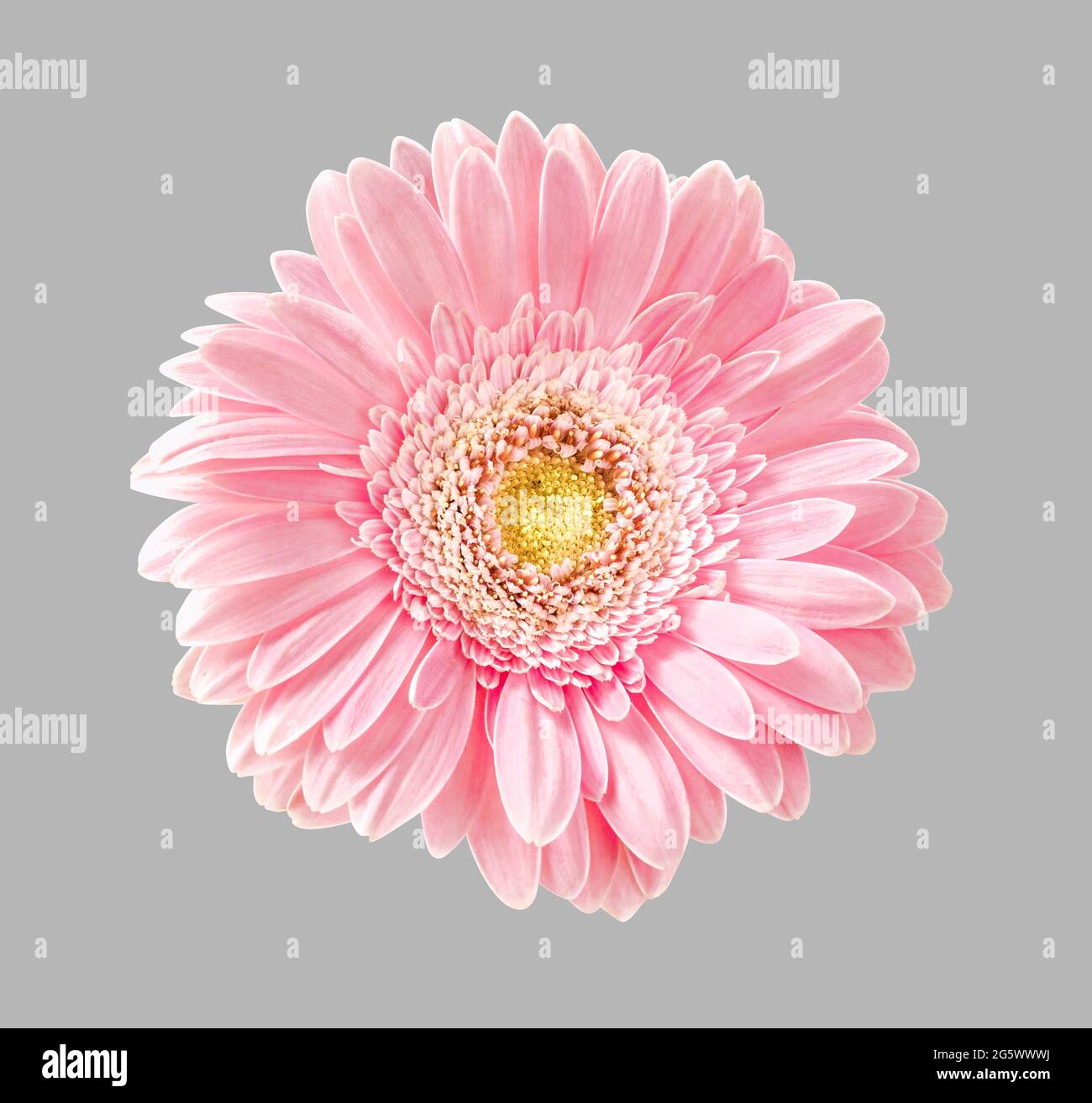 Gerbera Blume isoliert auf grauem Hintergrund. Schöne rosa Blume für Ihr Design. Stockfoto