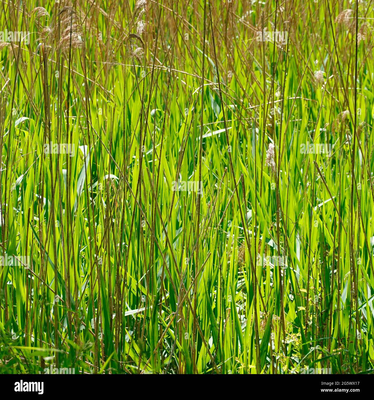 Nahaufnahme Abstraktes & Hintergrund Naturbild von natürlichen dichten Haufen von grünen aufrecht gesunden Schilf Stämme wachsen in Flusslauf Küste England Großbritannien Stockfoto