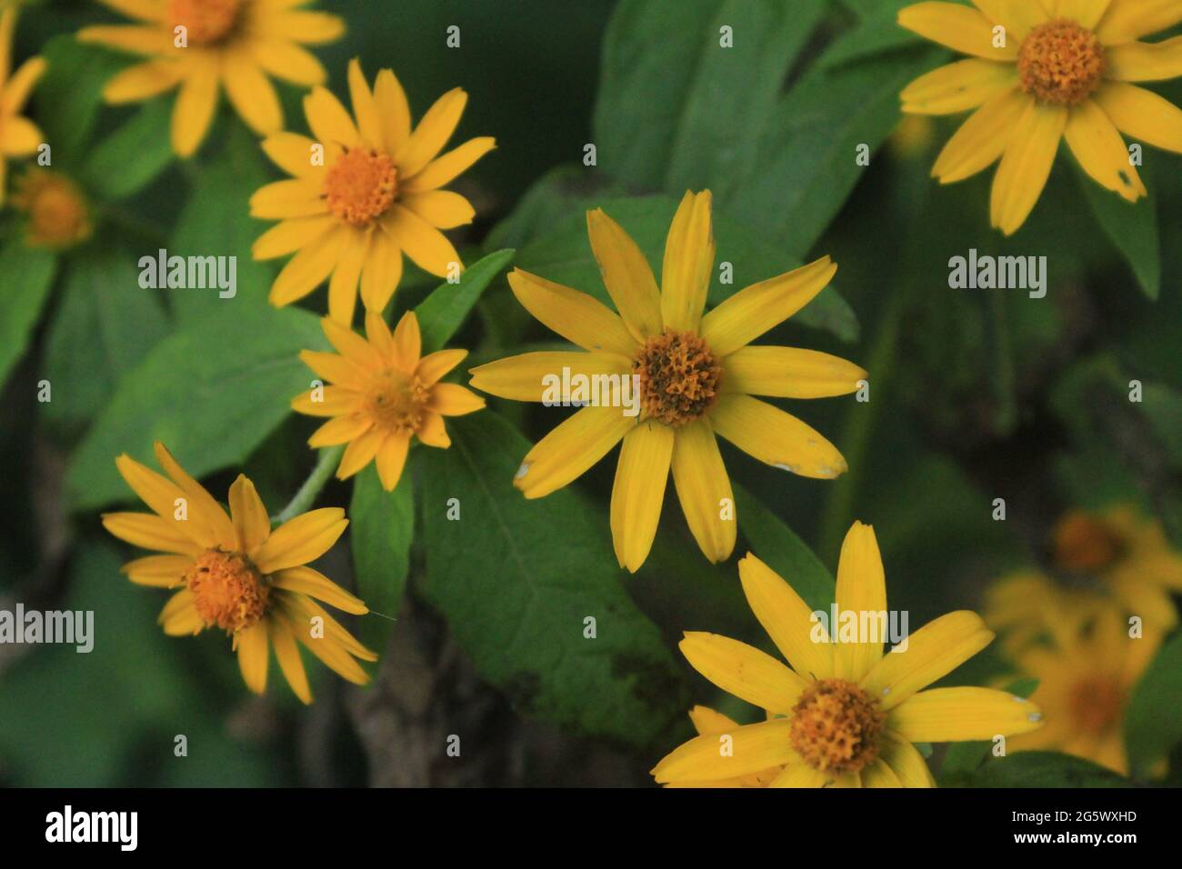 Tropischer Zwerg Aster Demodara Sri Lanka Stockfoto