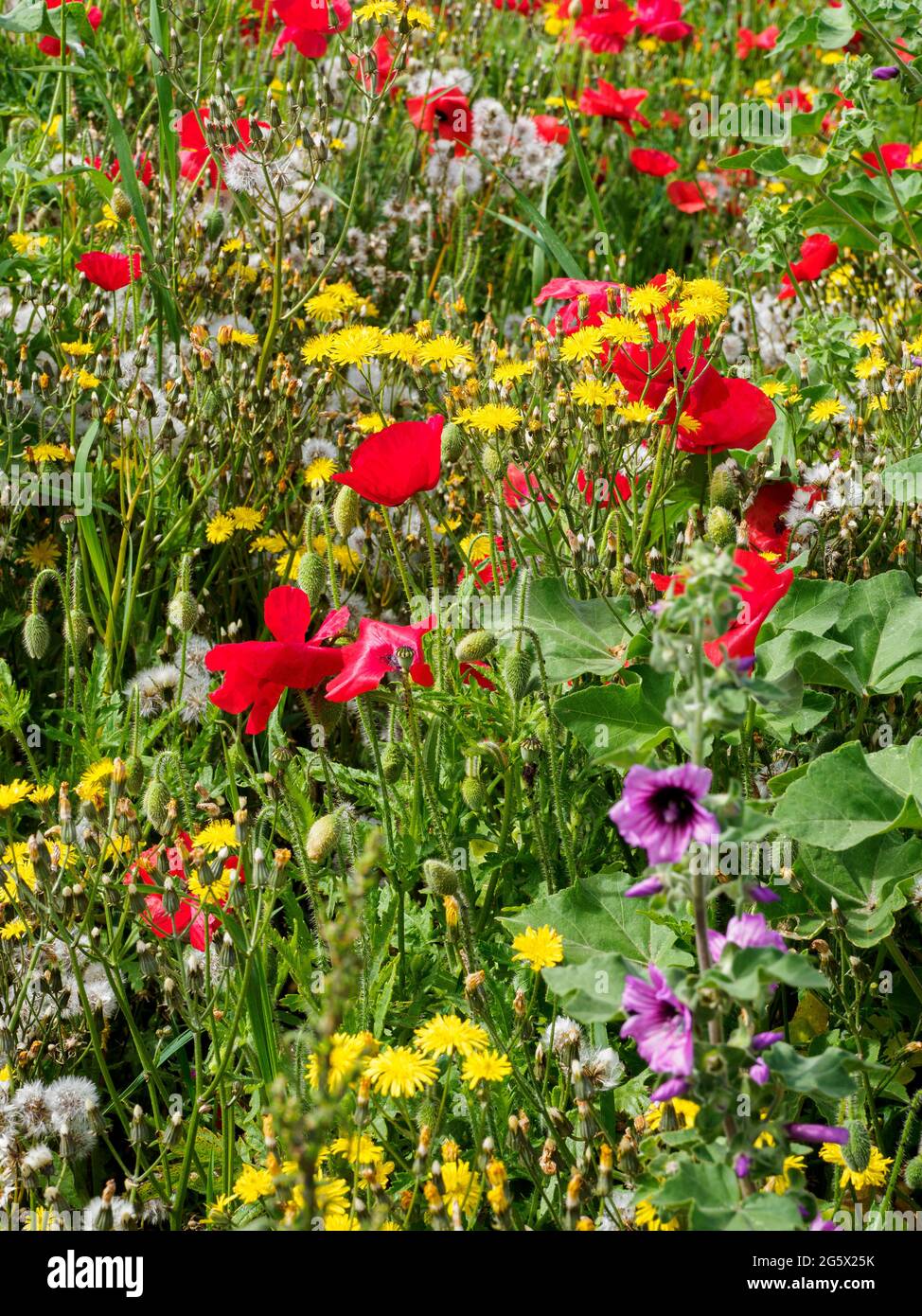 Garten mit Wildblumen bewachsen, Bude, Cornwall, Großbritannien Stockfoto