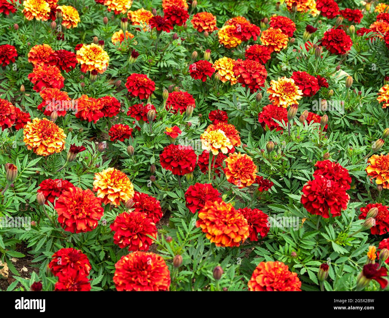 Bunte afrikanische Ringelblumen, Tagetes erecta, in einem Blumenbeet Stockfoto