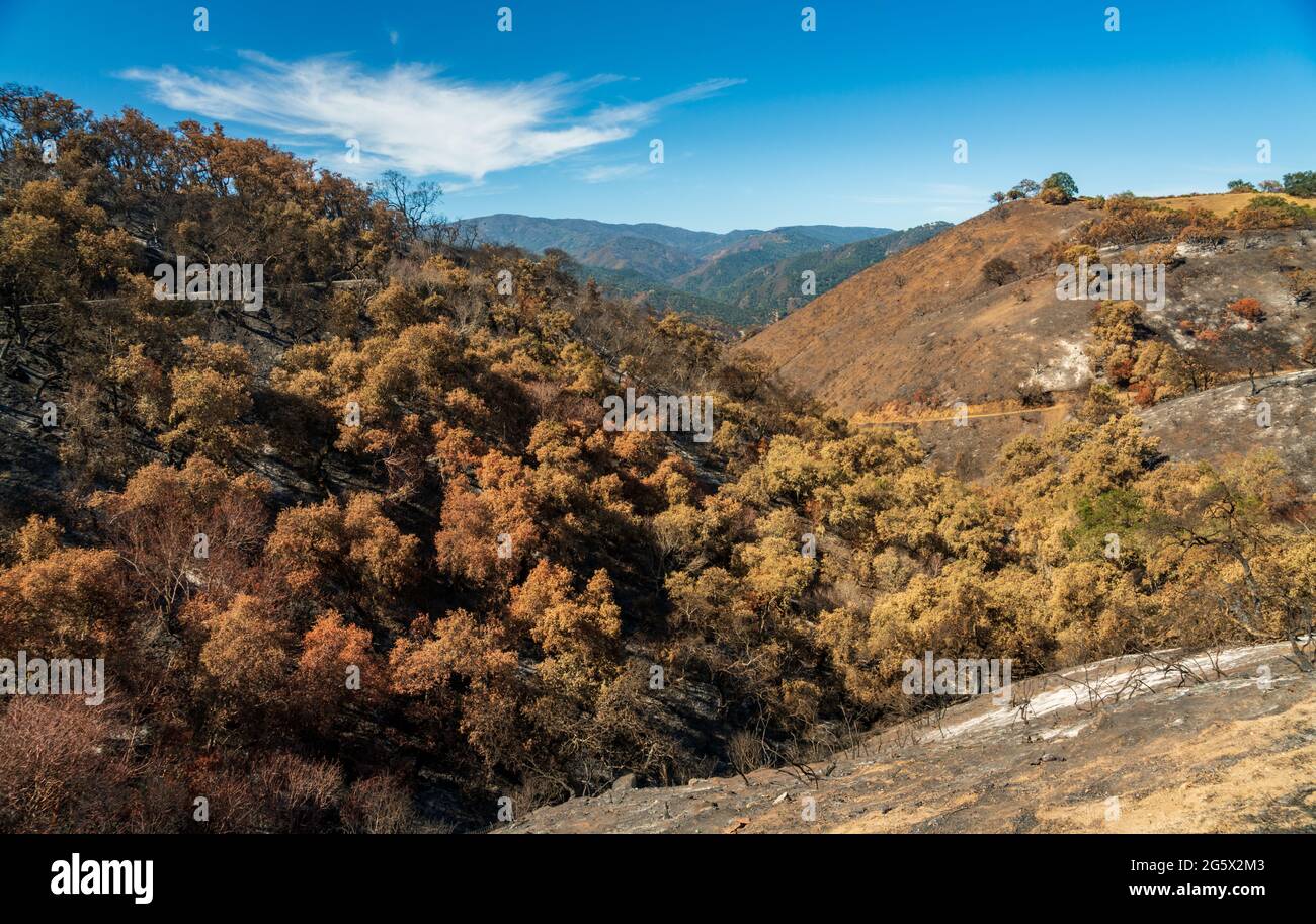 Los Padres National Forest, Waldbrand Stockfoto