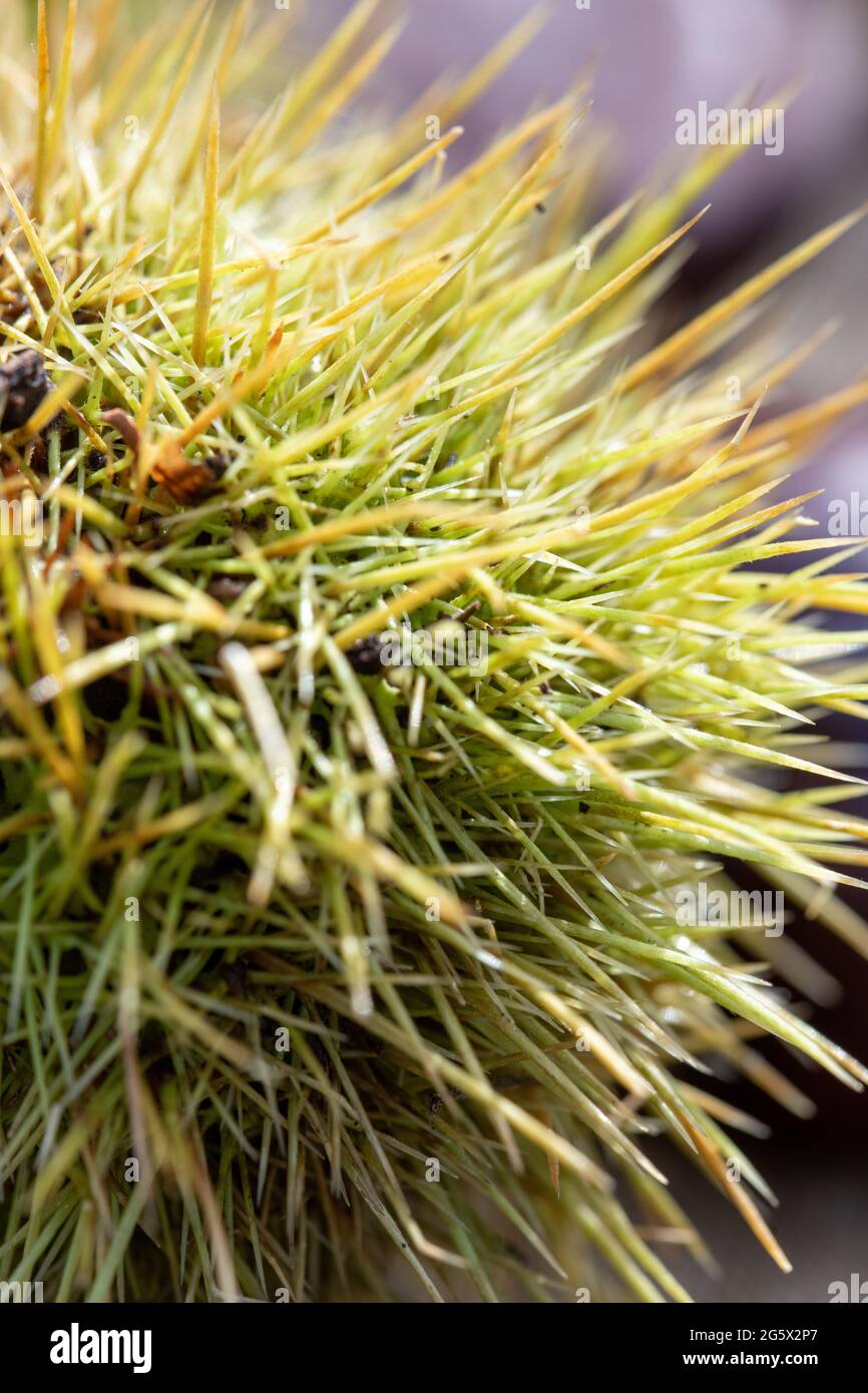 Kastanienrücken. Makro-Nahaufnahme. In der Sonne. Stockfoto