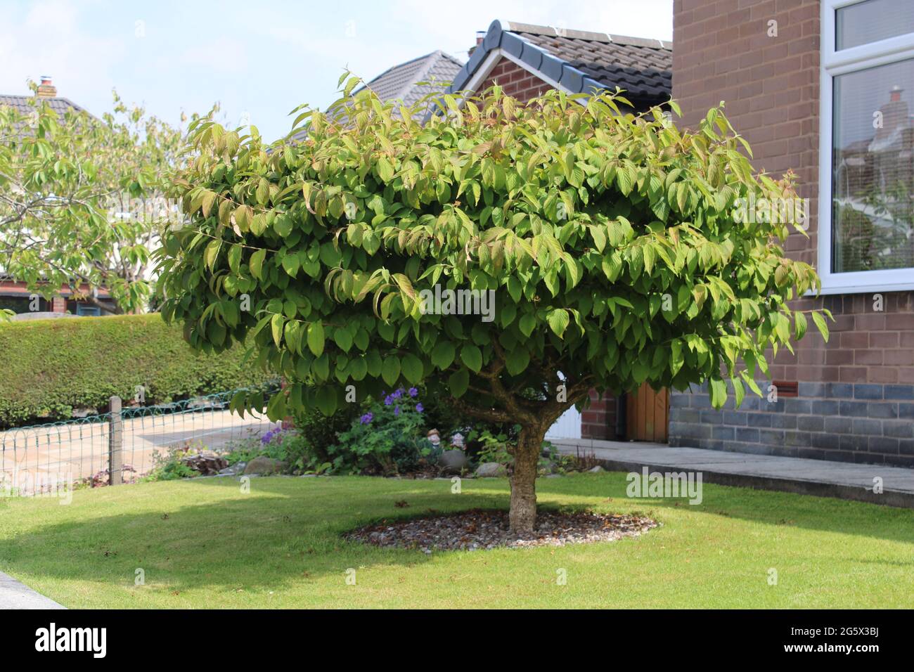 Hochzeitstorte pagodenbaum Fotos und Bildmaterial in hoher Auflösung