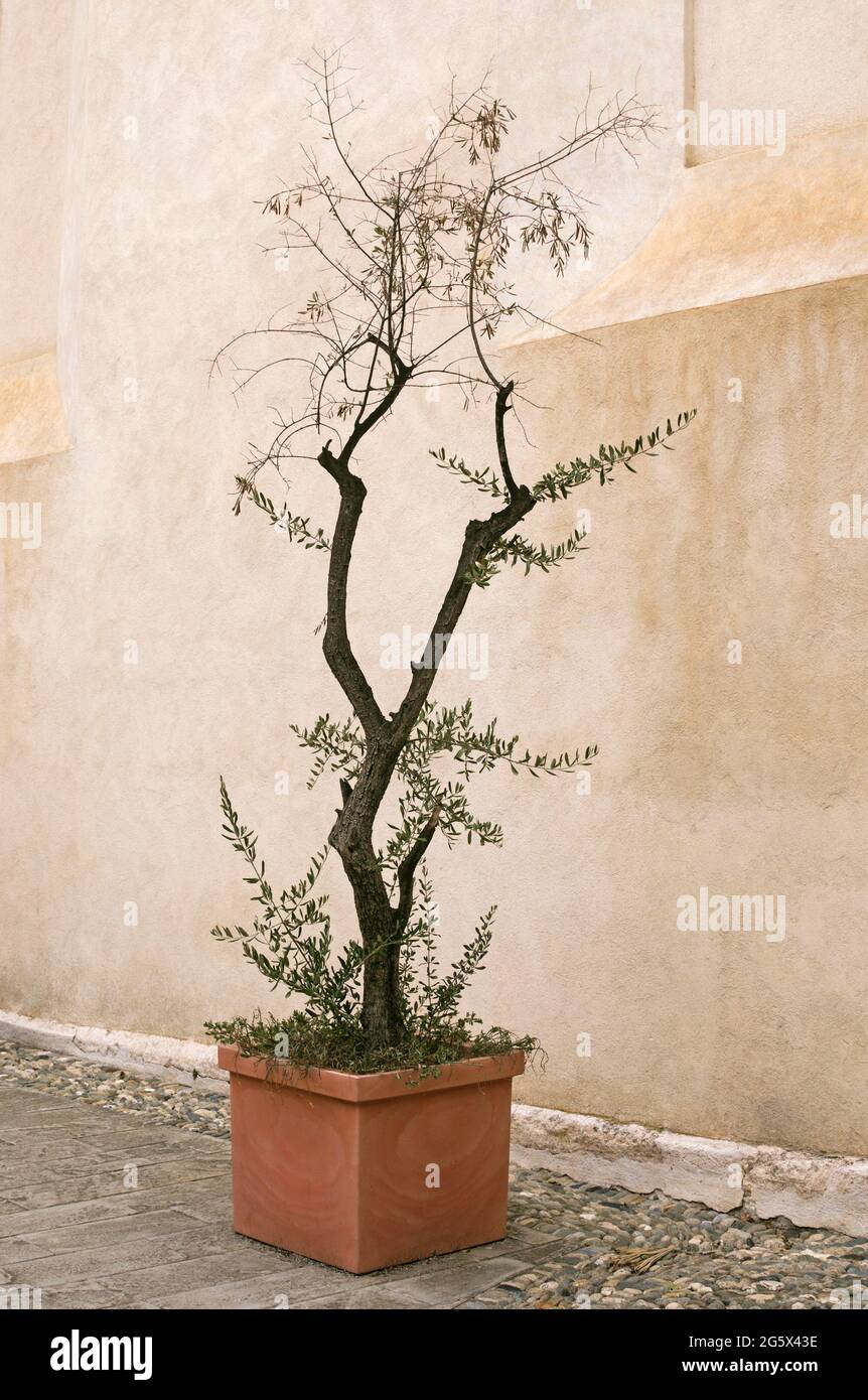 Dekorativer Olivenbaum in Terrakotta-Topf an der Wand Stockfoto