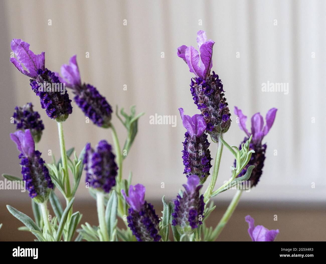 Schmetterling Lavendel blüht im Detail im Frühling Stockfoto