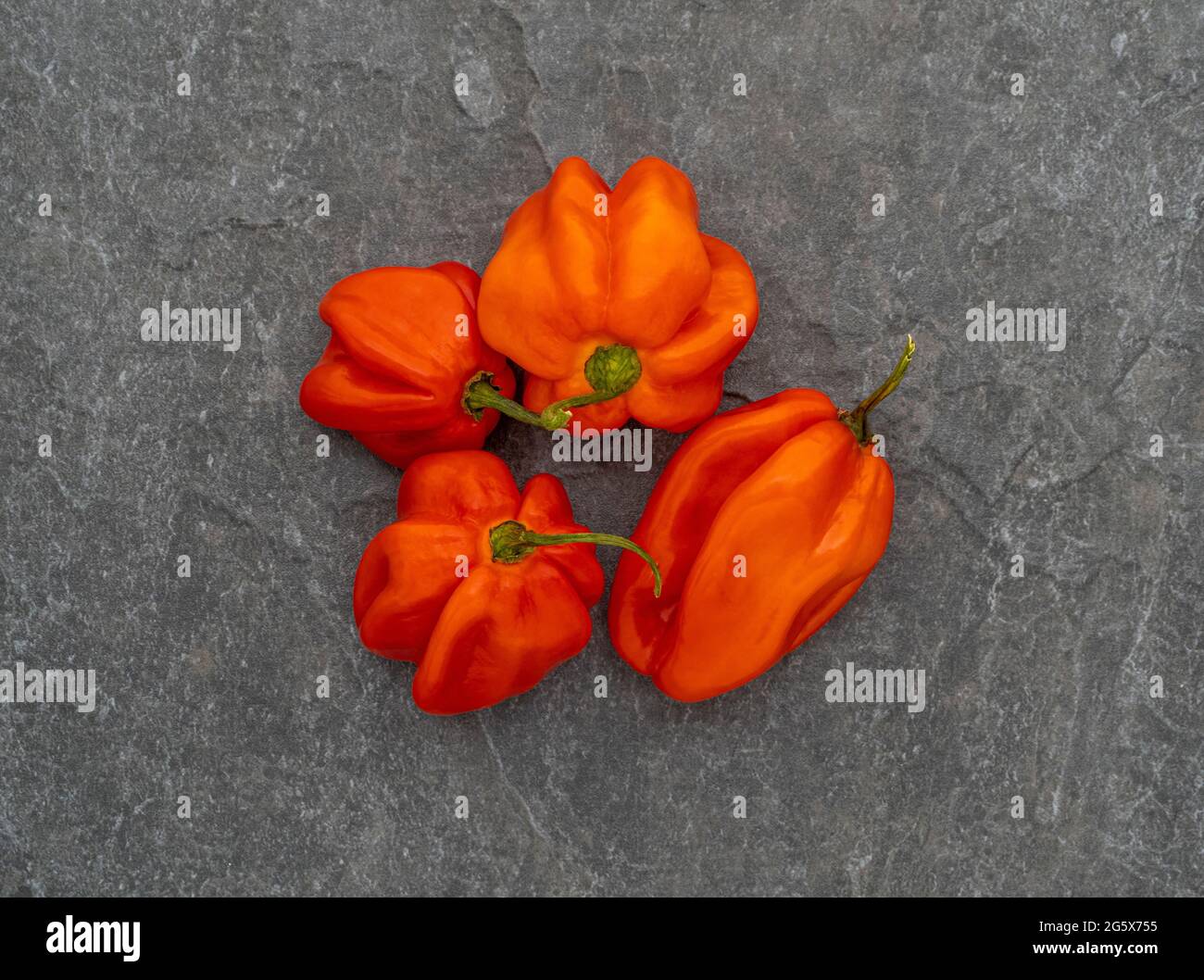 Grundansicht von roten Scotch Bonnet Paprika auf grauem Hintergrund. Stockfoto