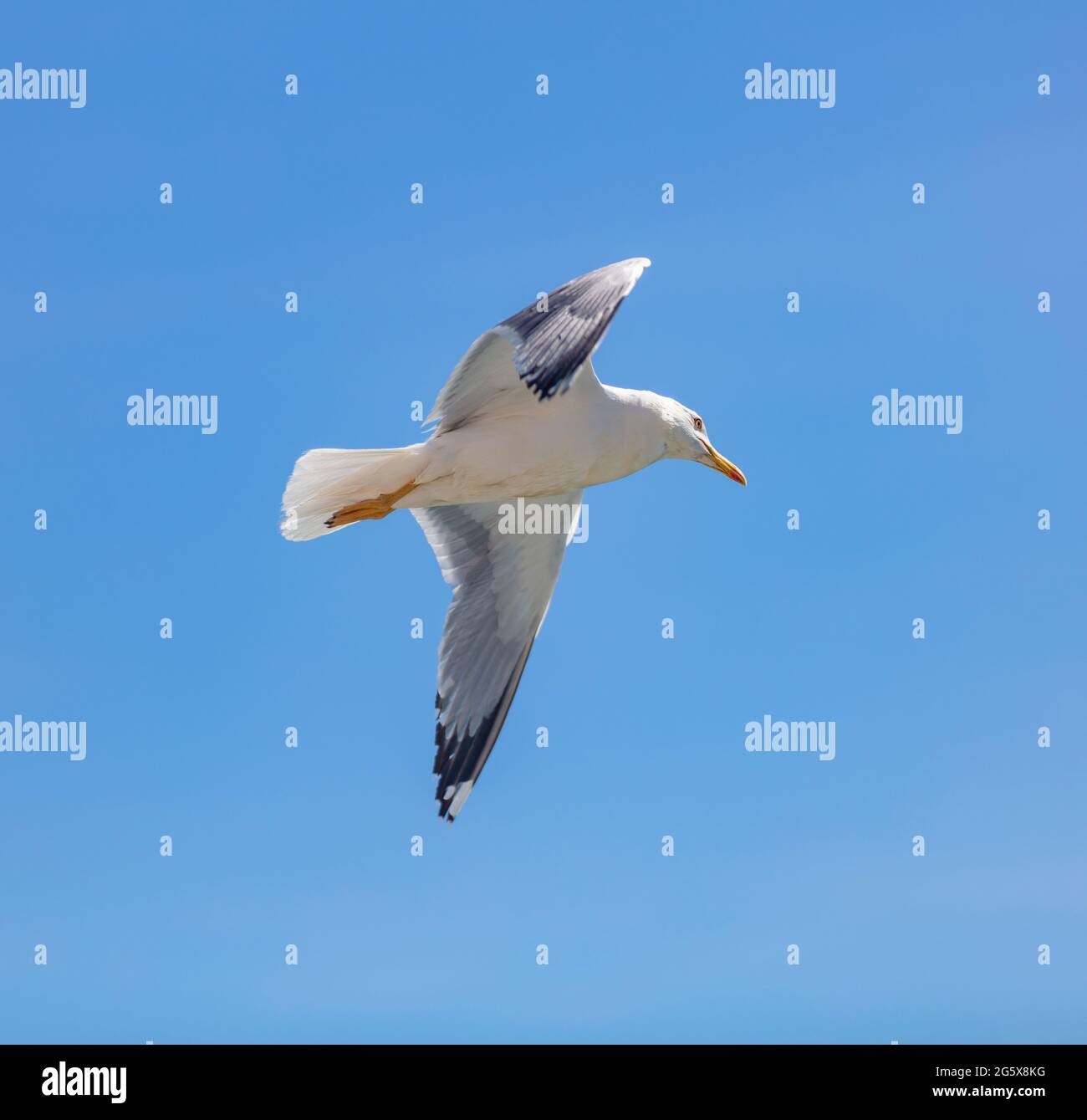 Möwe europäische Heringmöwe, die auf einem klaren blauen Himmelshintergrund mit offenen Flügeln fliegt. Sommerurlaub am Meer und Freiheitskonzept. Low-Angle-Ansicht Stockfoto