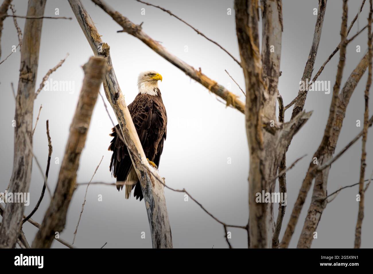 Bald Eagle im Baum im East Harbor State Park Stockfoto