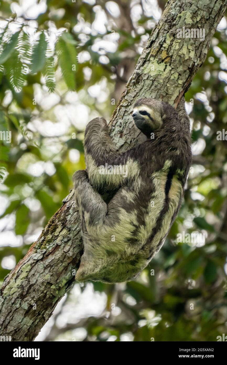 An den Ästen des peruanischen Amazonas hängt eine braunkehlige Dreizehne-Sloth Stockfoto