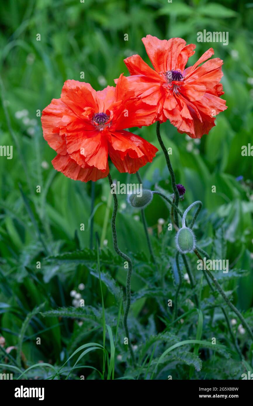 Ein Paar roter Mohnblumen zwischen den Wildblumen. Stockfoto