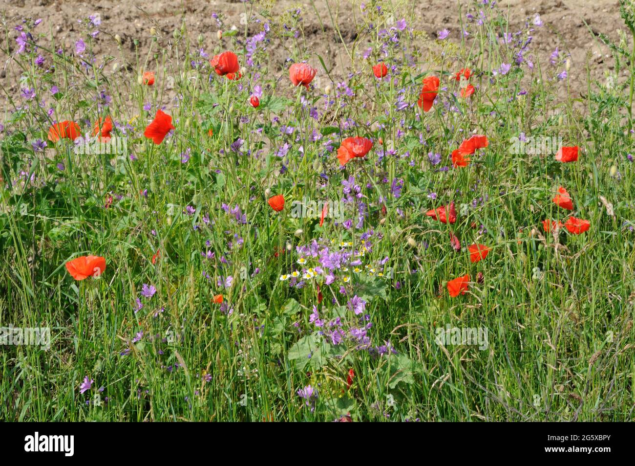 Wilde Blumen, die am Straßenrand in der Nähe von Oeckold, Suffolk, England, wachsen Stockfoto