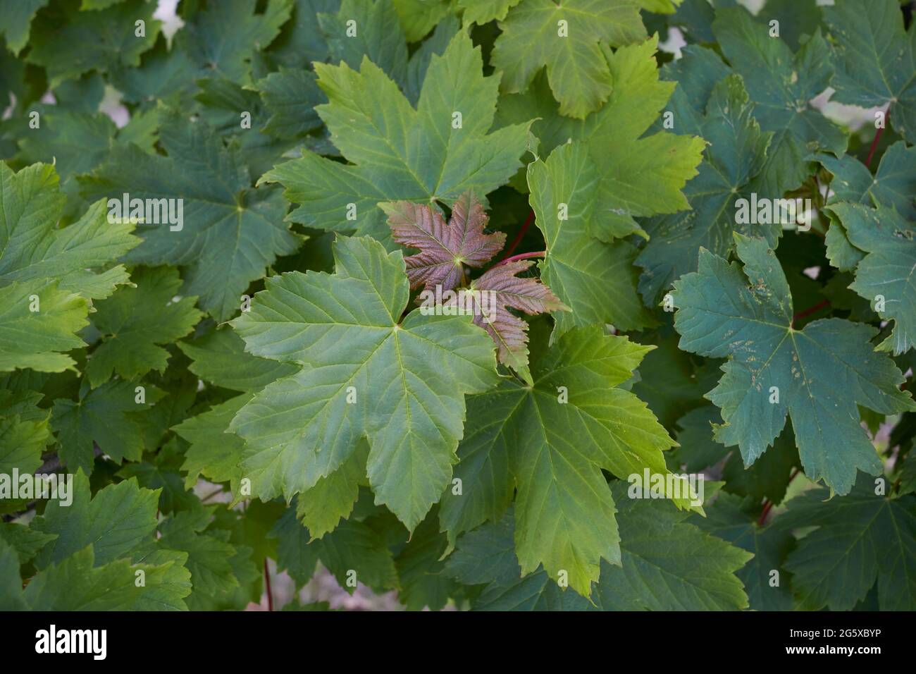 Frische Blätter und Früchte von Acer pseudoplatanus Baum Stockfoto